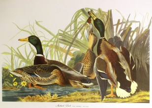 birds 11 - Mallard Duck, Anas Boschas